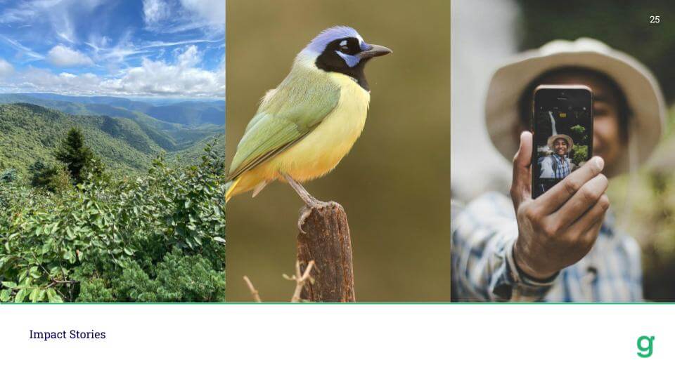 Green Jay Presentation Slide